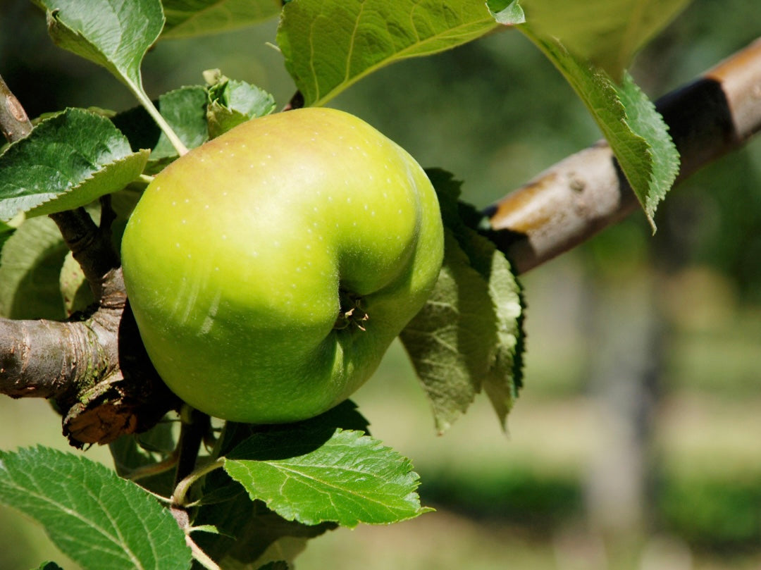 Irish Cooking Apples x 4