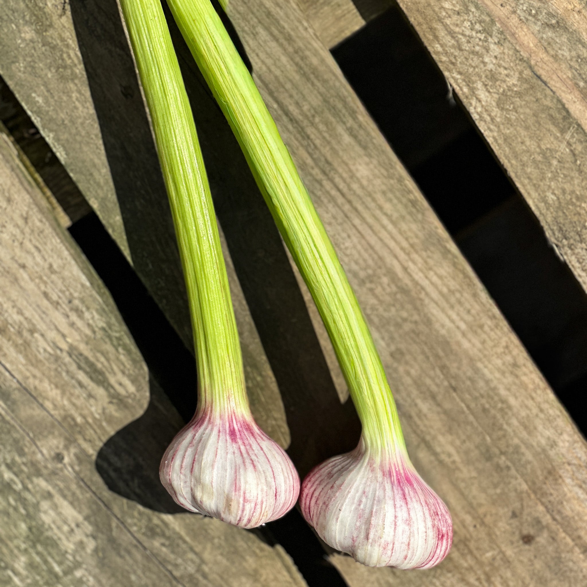 Irish Wet Garlic - 2 bulbs