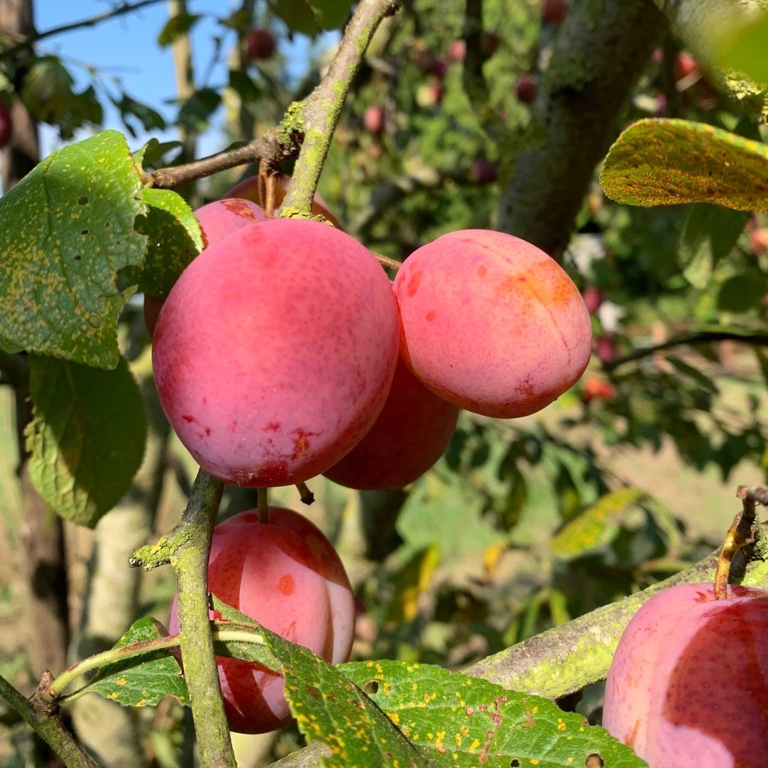 Irish Victoria Plums - 500g -   Available for a limited time only.