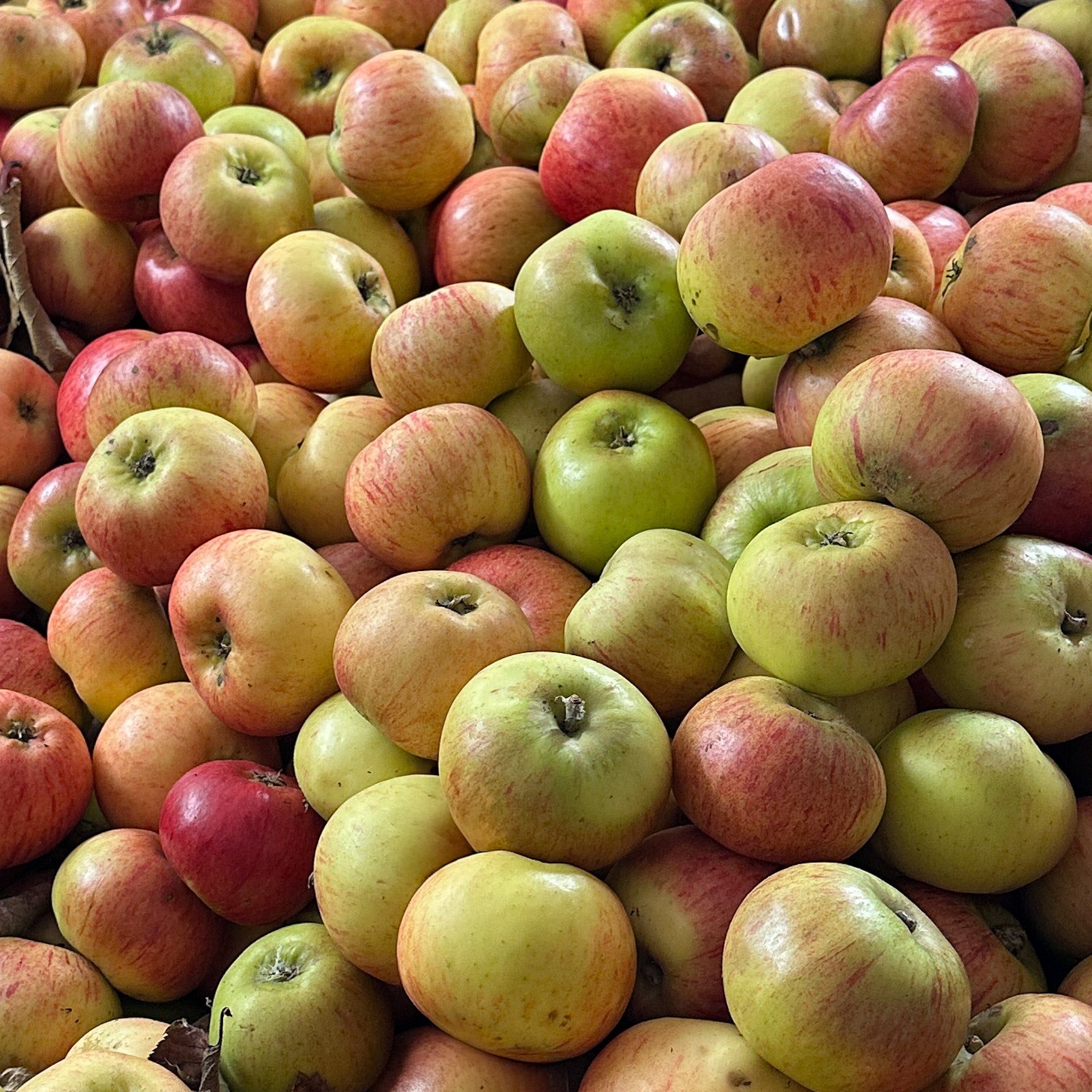 Medium Irish Vegetable Box + Apples (Subscription Only) 2–3 people