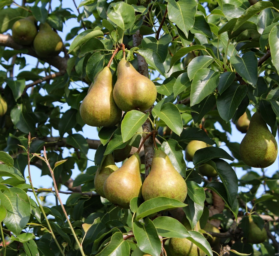Irish Pears 🍐 (5)